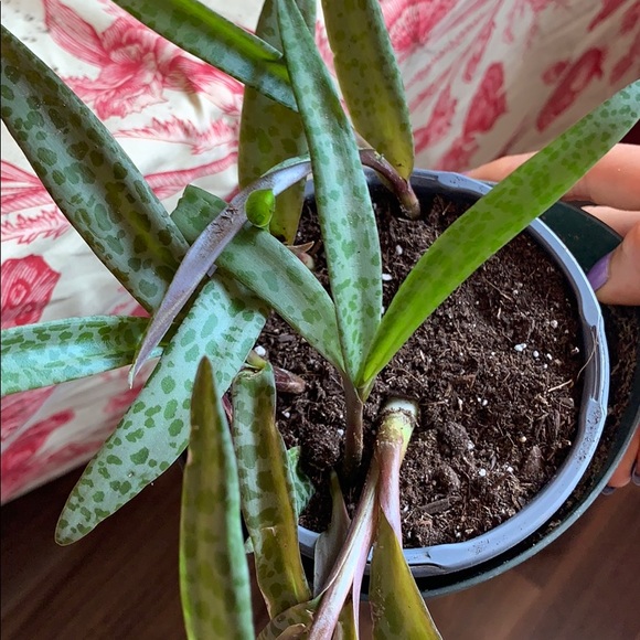 SILVER SQUILL β 5 HEALTHY BULBS / STEMS - Picture 6 of 7